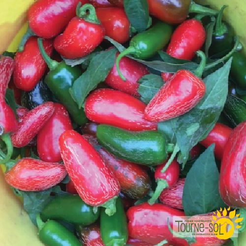Organic 'Early Jalapeño' hot pepper