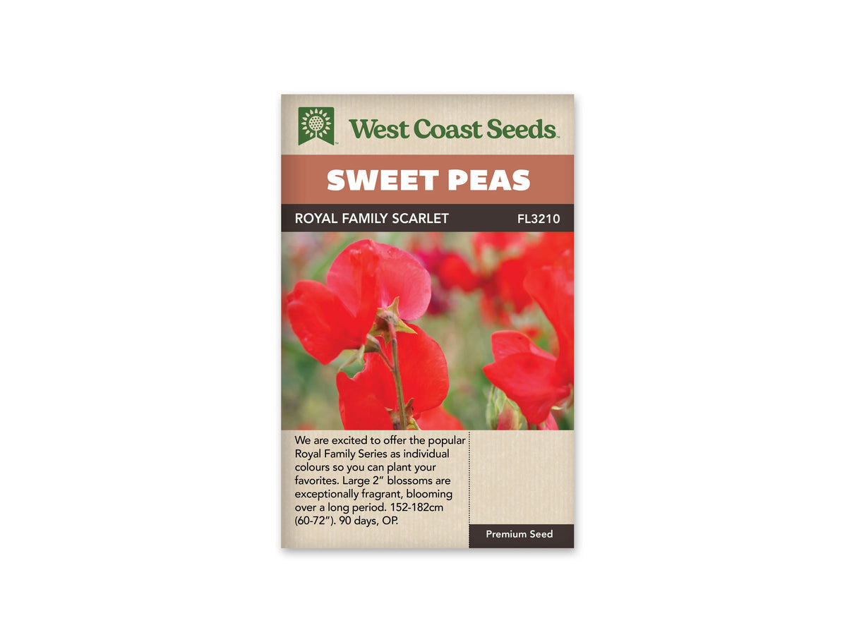 Sachet West Coast Seeds Royal Family Scarlet montrant des fleurs rouge écarlate de pois de senteur. Les grands pétales supérieurs sont arrondis et légèrement ondulés, au-dessus de pétales plus repliés. Une fine tige verte porte les corolles au premier plan. Le fond flou mêle des tons verts et rouges qui prolongent les couleurs des fleurs.