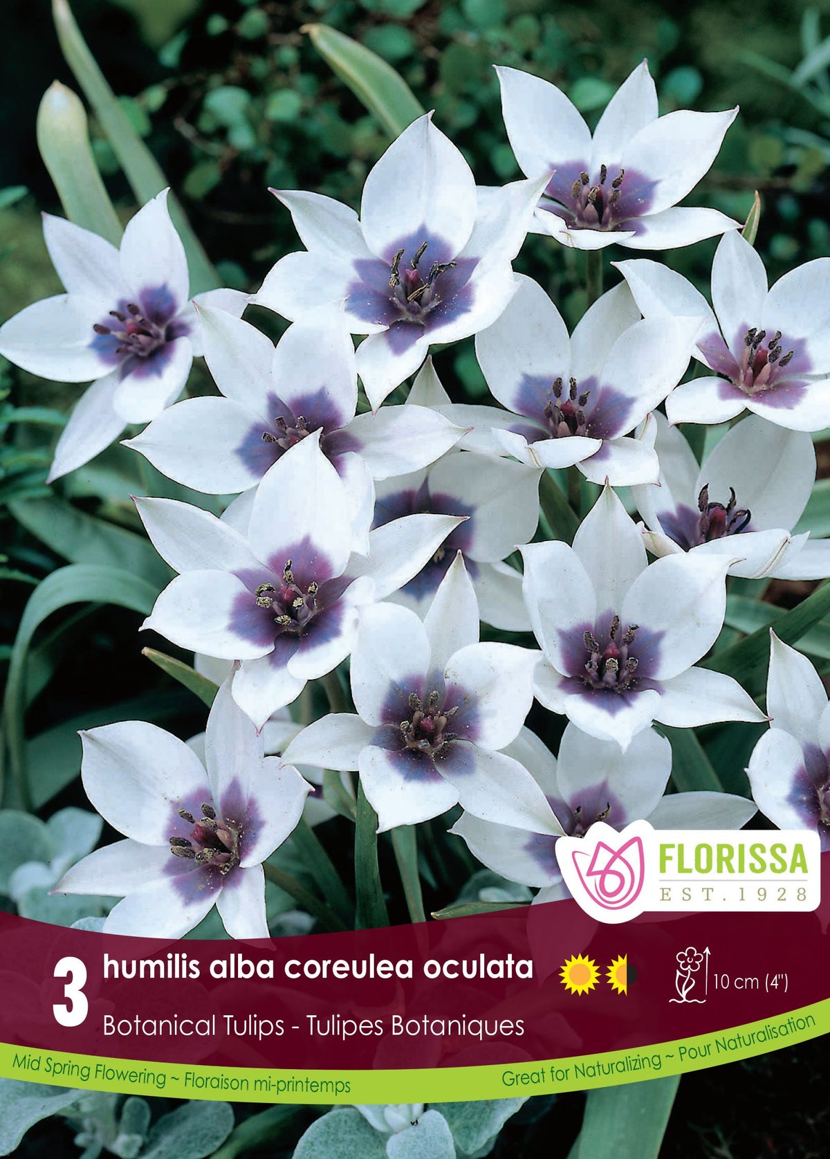 Tulipe humilis alba coreulea oculata ( Tulipa ) : de petites tulipes blanches ouvertes à centre bleu violet. Le visuel Florissa présente la plante et son nom dans la partie inférieure de l’étiquette. La photographie occupe presque toute la surface, tandis que le bandeau du bas rassemble les indications du produit. Cette vue permet de reconnaître son apparence et de distinguer la variété présentée.