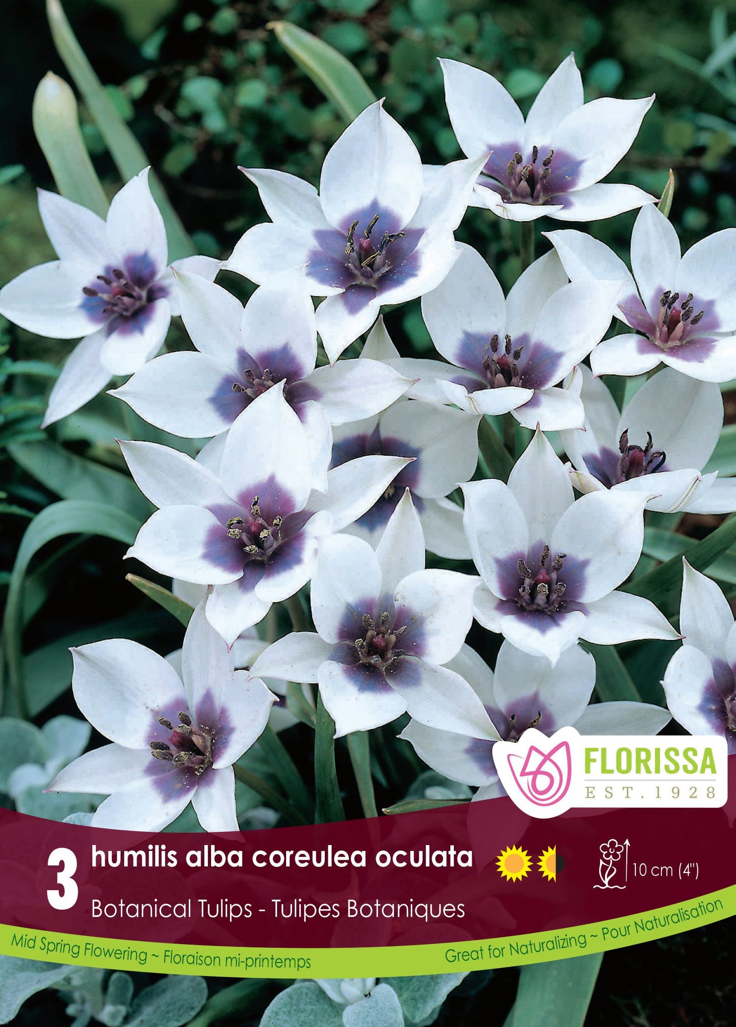 'Humilis Alba Coreulea Oculata' Tulip