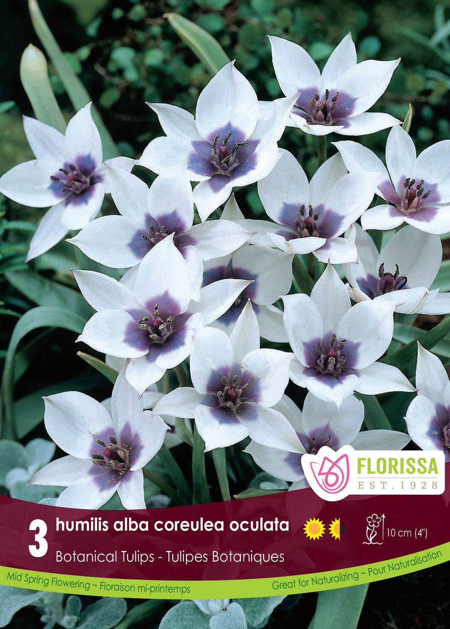 'Humilis Alba Coreulea Oculata' Tulip