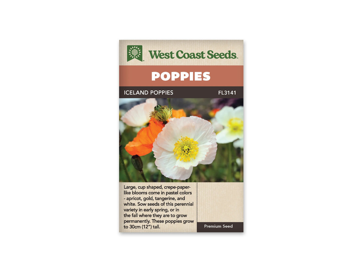 Sachet Iceland Poppies de West Coast Seeds sur fond blanc. La photo montre une fleur blanche légèrement rosée, aux pétales froissés et aux nombreuses étamines jaunes. Une fleur orange, des boutons verts et d’autres corolles claires apparaissent derrière elle. Le bandeau orange indique Poppies et la bande brune Iceland Poppies, code FL3141.