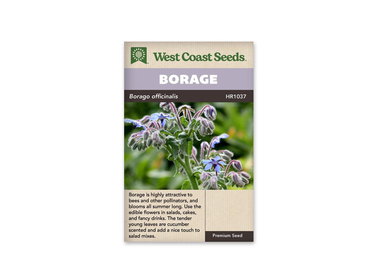 Sachet de bourrache West Coast Seeds présenté de face sur fond blanc. La photographie montre des fleurs bleues étoilées et des boutons pendants, portés par des tiges velues au milieu d’un feuillage vert grisâtre. Le bandeau mauve indique BORAGE, et le nom Borago officinalis apparaît juste en dessous. La partie beige inférieure contient un texte descriptif en anglais.