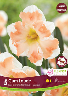 Narcisse Cum Laude