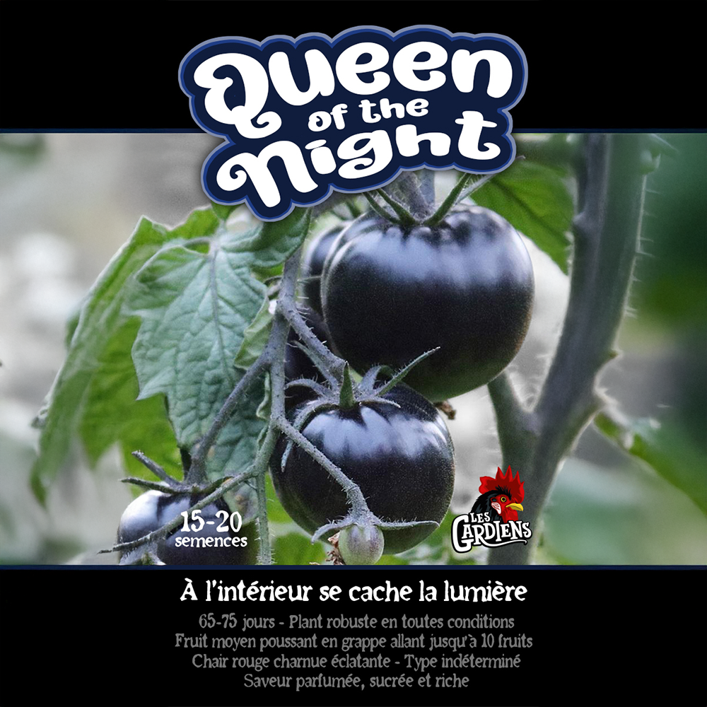 Queen of the Night tomato (<em>Solanum lycopersicum</em> ‘Queen of the Night’)