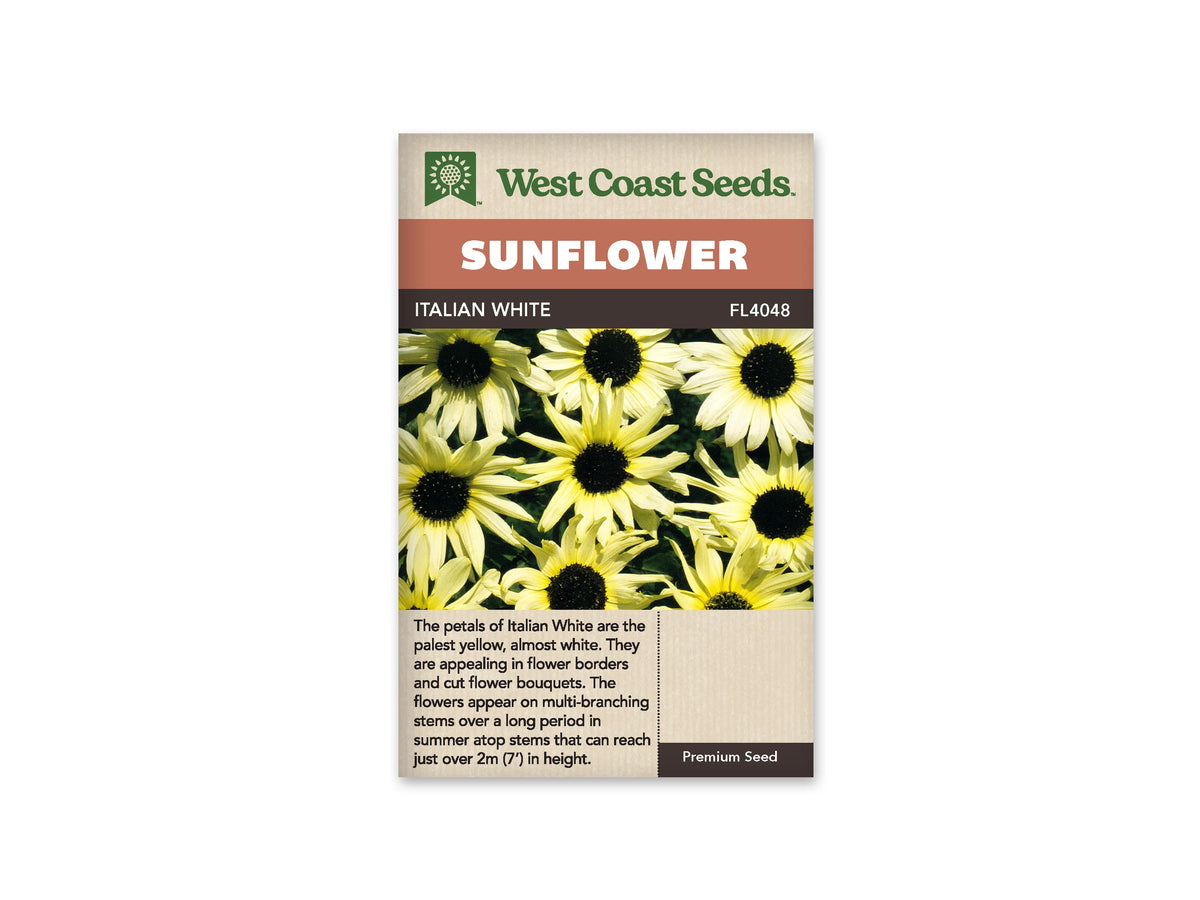 Sachet beige de semences Italian White avec bandeau terre cuite et nom sur fond brun. La photographie montre un groupe serré de petites fleurs jaune très pâle, presque blanches, à disques noirs. Les pétales allongés sont disposés en rayons, certains légèrement recourbés. Un feuillage sombre se devine entre les fleurs qui remplissent toute l'image.