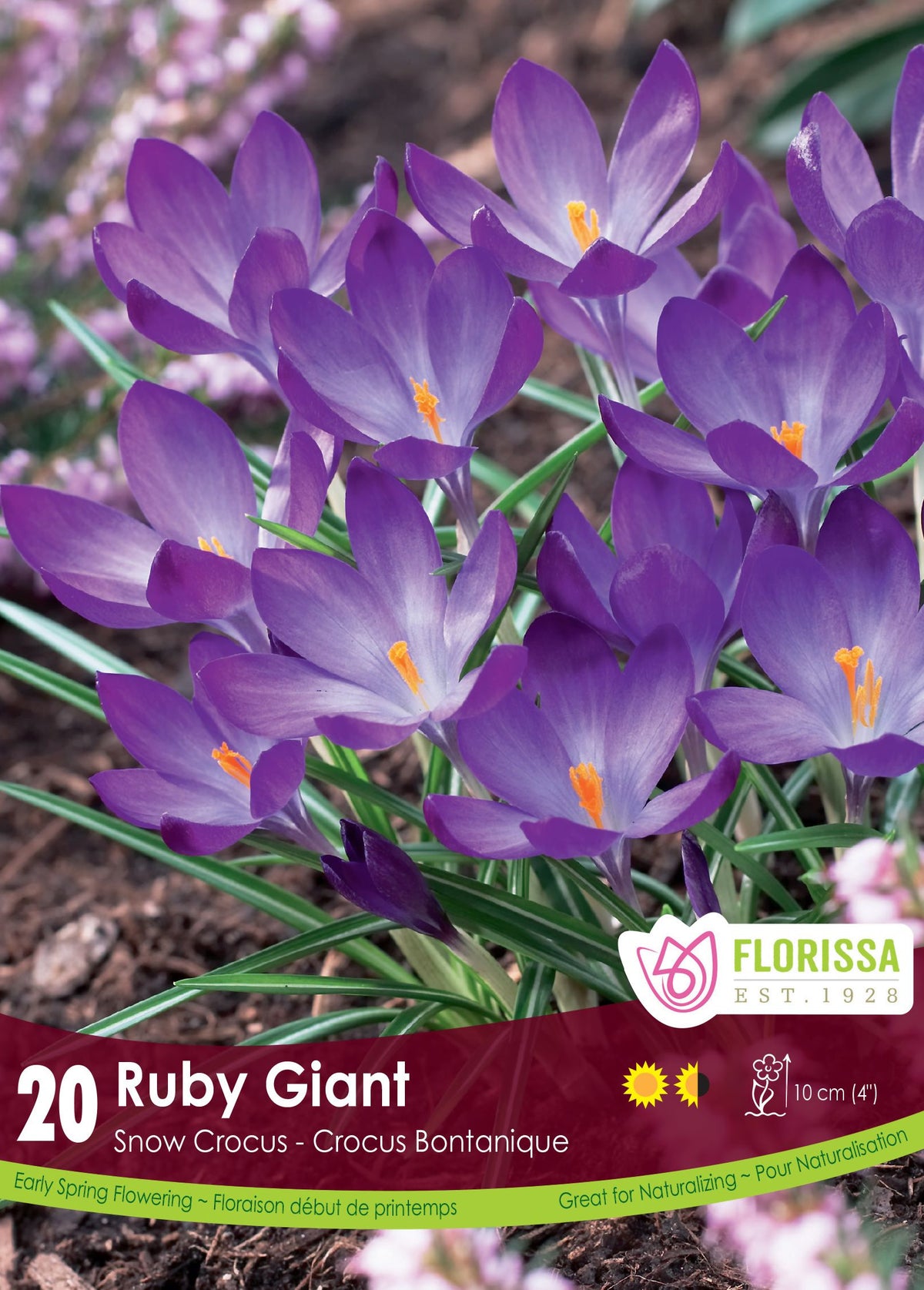 Crocus ‘Ruby Giant’ (<em>Crocus tommasinianus</em>)