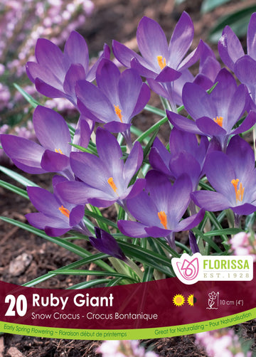 Crocus Ruby Giant