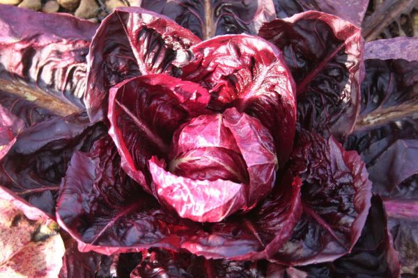 Semences Radicchio invernale 'Palla Rossa n°2' (Cichorium intybus)