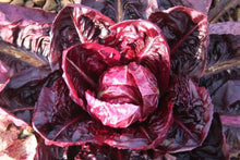 Semences Radicchio invernale 'Palla Rossa n°2' (Cichorium intybus)
