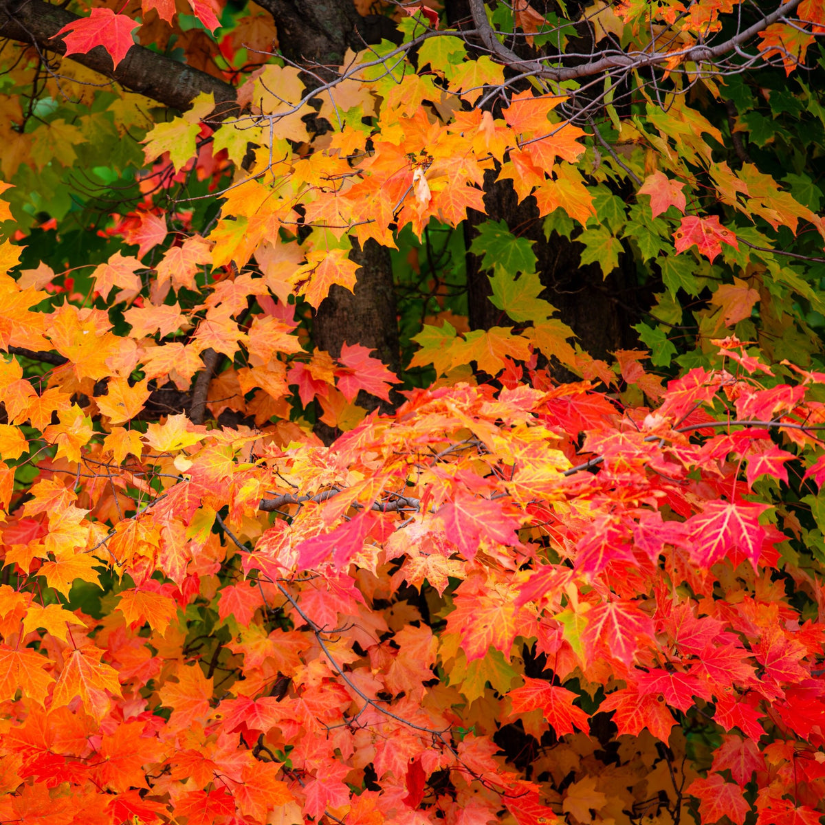 Sugar Maple