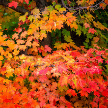 Sugar Maple