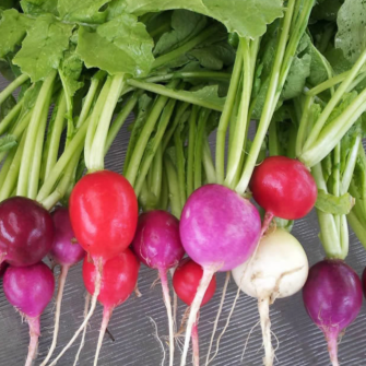 Harvested organic Biomix radishes arranged on a light surface, showing a mixture of red, white, pink, and purple roots with fresh green leaves. Slightly varied shapes and colours illustrate the natural diversity of the mixture and its crisp texture at the ideal young harvest stage. Keep soil cool and loose to support tender, evenly developed roots.