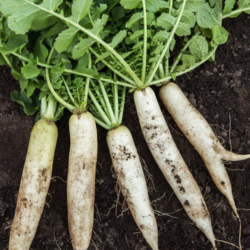 Winter radish 'Minowase'