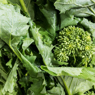 Photographie de Rapini (Brassica rapa var. ruvo), sélection proposée en semences W.H. Perron. Le visuel présente l’apparence de la plante ou de sa récolte et permet d’en observer les formes et les couleurs. Cette vue illustre les caractéristiques visibles de la sélection, dans une présentation destinée à accompagner son identification et à montrer son intérêt au jardin.