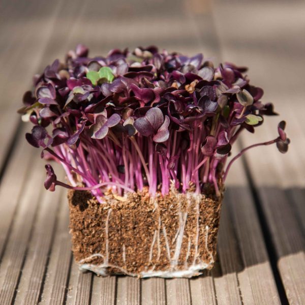 Red radish microgreens