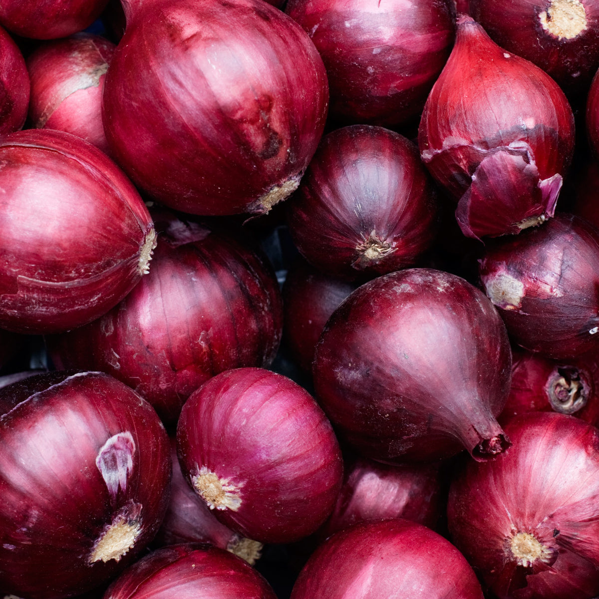 Photographie de Oignon rouge (Allium cepa), sélection proposée en semences W.H. Perron. Le visuel présente l’apparence de la plante ou de sa récolte et permet d’en observer les formes et les couleurs. Cette vue illustre les caractéristiques visibles de la sélection, dans une présentation destinée à accompagner son identification et à montrer son intérêt au jardin.