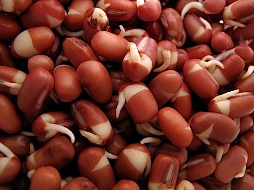 Semences Haricot adzuki rouge à germer (Vigna angularis)