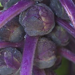Brussels Sprouts 'Redarling'