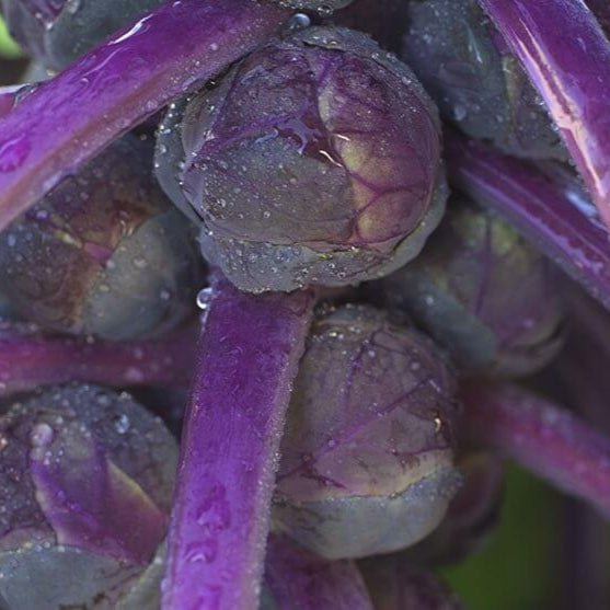Brussels Sprouts 'Redarling'