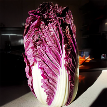 Organic 'Red Chinese F1' Cabbage
