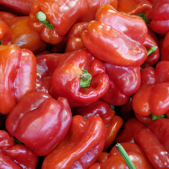 Photographie de Poivron rouge (Capsicum annuum ‘Redskin’), sélection proposée en semences W.H. Perron. Le visuel présente l’apparence de la plante ou de sa récolte et permet d’en observer les formes et les couleurs. Cette vue illustre les caractéristiques visibles de la sélection, dans une présentation destinée à accompagner son identification et à montrer son intérêt au jardin.