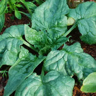 Product photograph of organic 'Regiment F1' spinach seeds, illustrated with large dark-green triangular lightly blistered leaves arranged in upright rosettes. The image identifies this hybrid variety for cool spring, autumn, and protected winter sowing. Illustrated foliage represents the desired size for baby greens, bunches, salads, and cooked dishes in Canadian gardens.