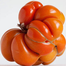 Tomate 'Reisetomate' bio