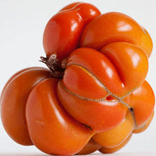 Organic 'Sachan' Tomato