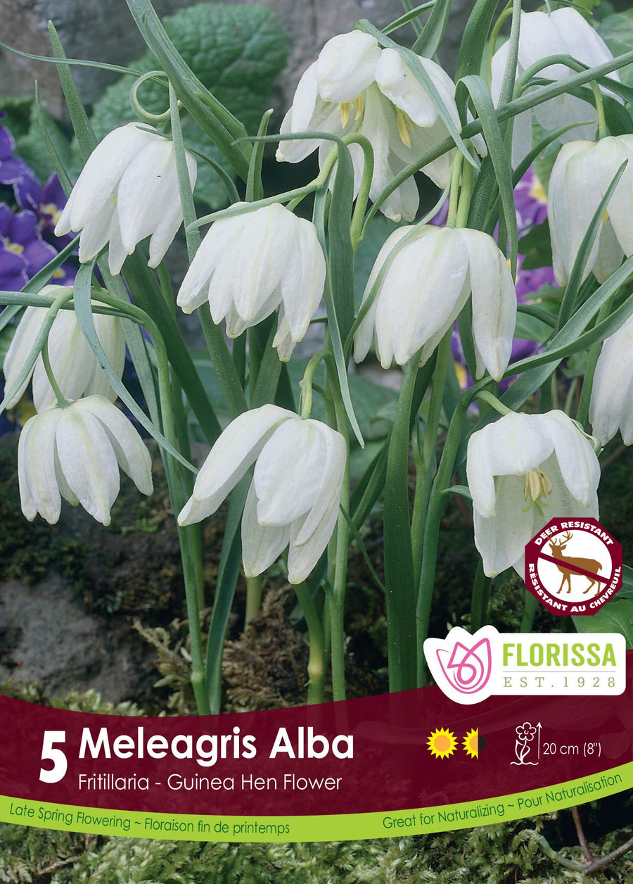 Fritillaria meleagris 'Alba'