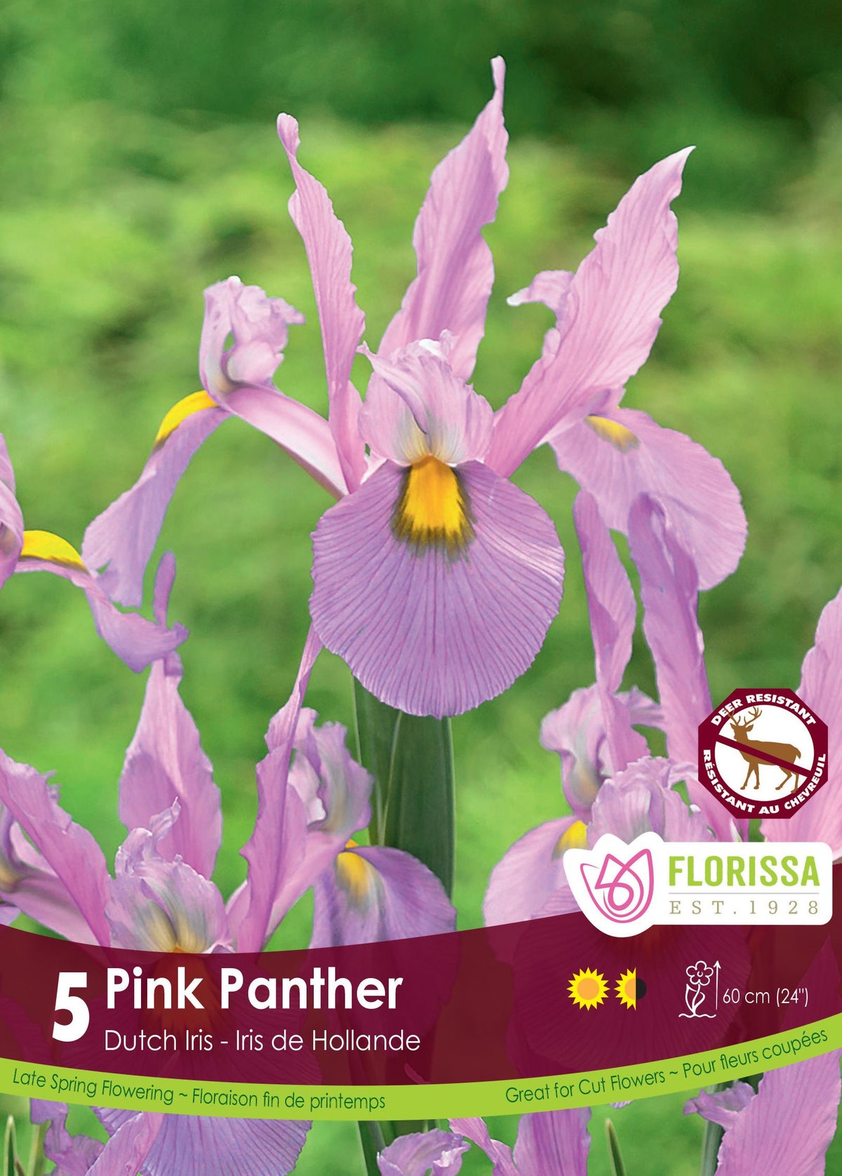 Iris hollandais ‘Pink Panther’ ( Iris × hollandica ) : des iris rose lilas portant une marque jaune. Le visuel Florissa présente la plante et son nom dans la partie inférieure de l’étiquette. La photographie occupe presque toute la surface, tandis que le bandeau du bas rassemble les indications du produit. Cette vue permet de reconnaître son apparence et de distinguer la variété présentée.