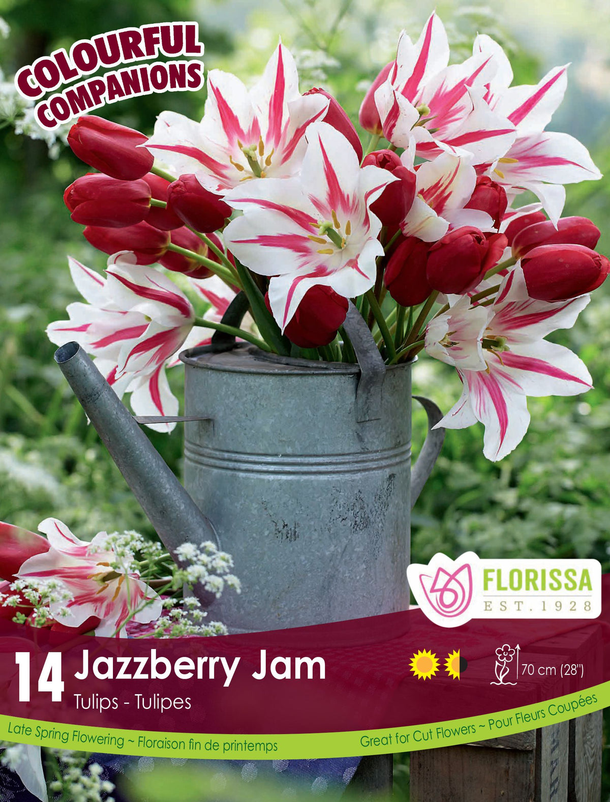 Harmonie florale Jazzberry Jam ( Tulipa spp.) : un bouquet de tulipes bordeaux et blanches striées de rouge dans un arrosoir. Le visuel Florissa présente la plante et son nom dans la partie inférieure de l’étiquette. La photographie occupe presque toute la surface, tandis que le bandeau du bas rassemble les indications du produit. Cette vue permet de reconnaître son apparence et de distinguer la variété présentée.