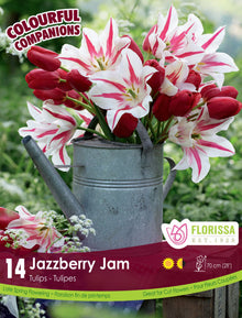 Harmonie florale Jazzberry Jam ( Tulipa spp.) : un bouquet de tulipes bordeaux et blanches striées de rouge dans un arrosoir. Le visuel Florissa présente la plante et son nom dans la partie inférieure de l’étiquette. La photographie occupe presque toute la surface, tandis que le bandeau du bas rassemble les indications du produit. Cette vue permet de reconnaître son apparence et de distinguer la variété présentée.