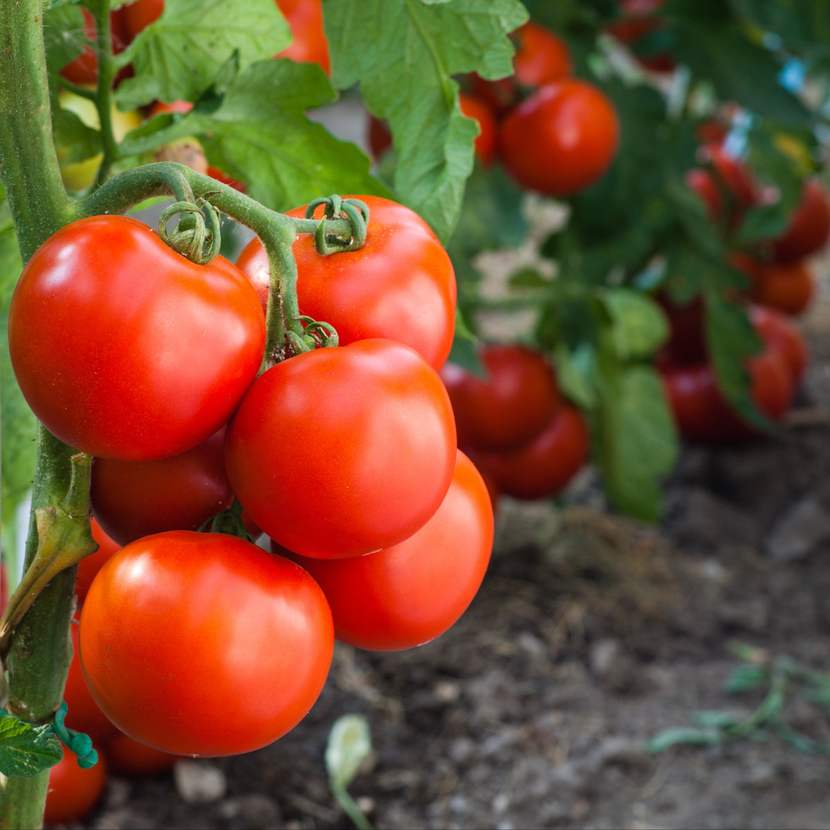 Tomate 'Rideau Sweet' bio