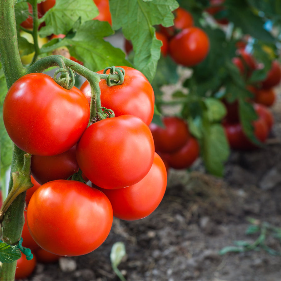 Tomate 'Rideau Sweet' bio