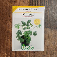 Sensitive Plant 'Mimosa Pudica'