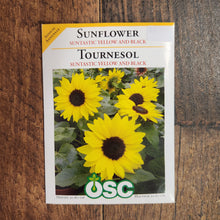 Tournesol 'Suntastic'