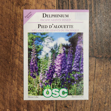 Delphinium 'Pacific Giants
