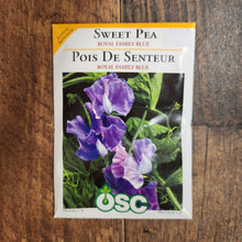 Sweet Pea 'Royal Family Blue'