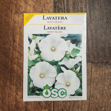 Lavatère 'Mont Blanc'