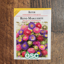 Aster mélange 'Bouquet Powderpuff'