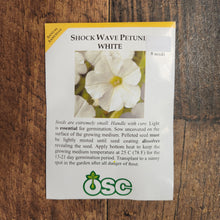 Pétunia Shock Wave 'White'
