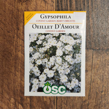 Gypsophila 'Covent Garden Baby's Breath'