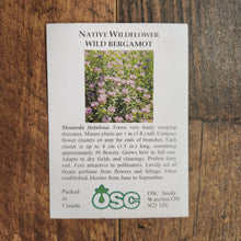 Wild Bergamot or Monarda Fistulosa