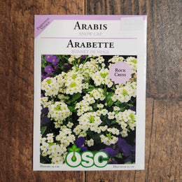 Arabette caucasica 'Bonnet de neige'