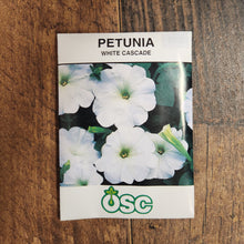 Pétunia cascade 'White'