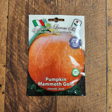 Pumpkin 'Mammoth Gold'