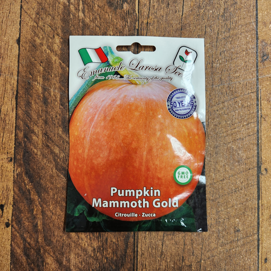 Citrouille 'Mammoth Gold'