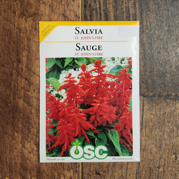 Sage 'St. John's Fire'