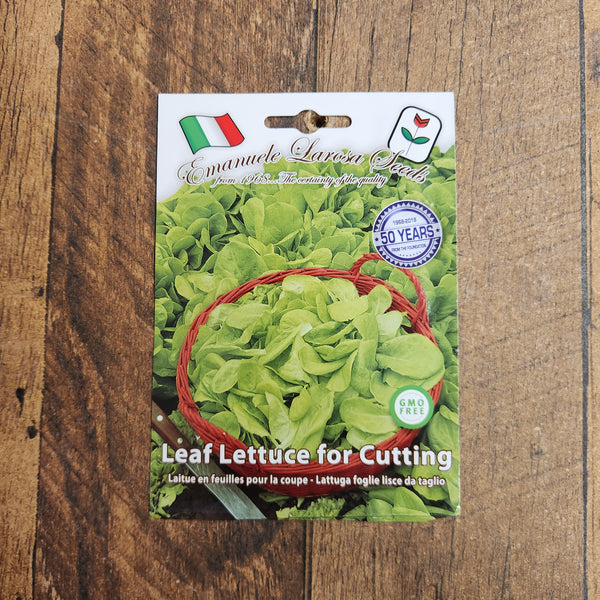 Tender lettuce 'Foglia Lisce'